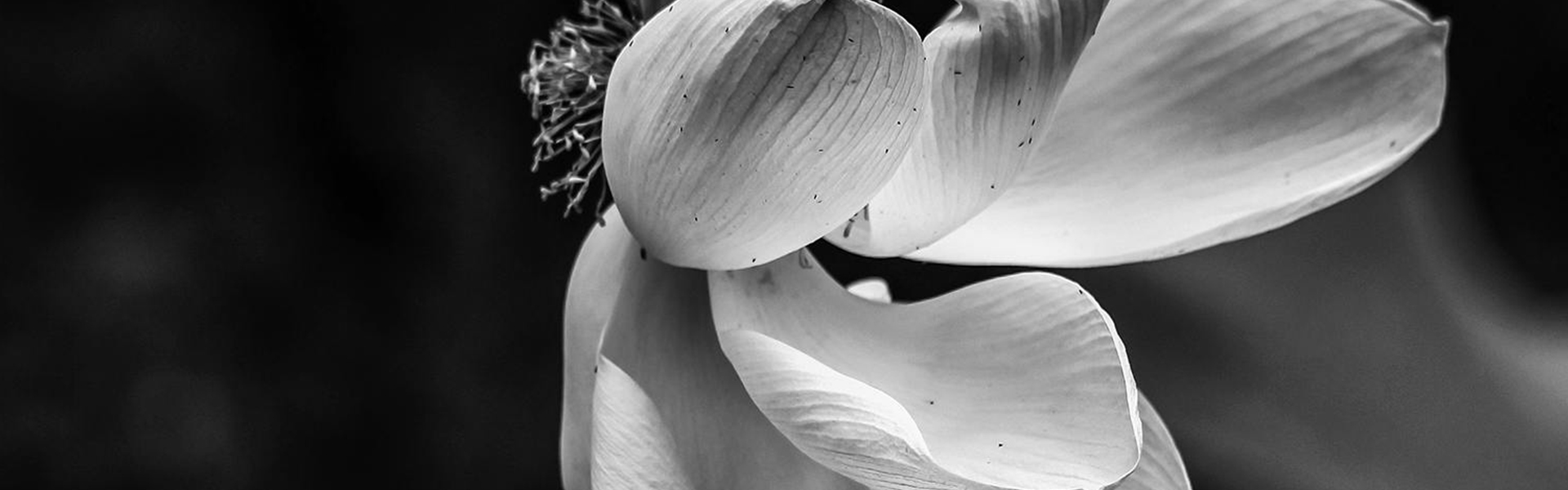 _0003_pexels-leapcity-477355535-27810051